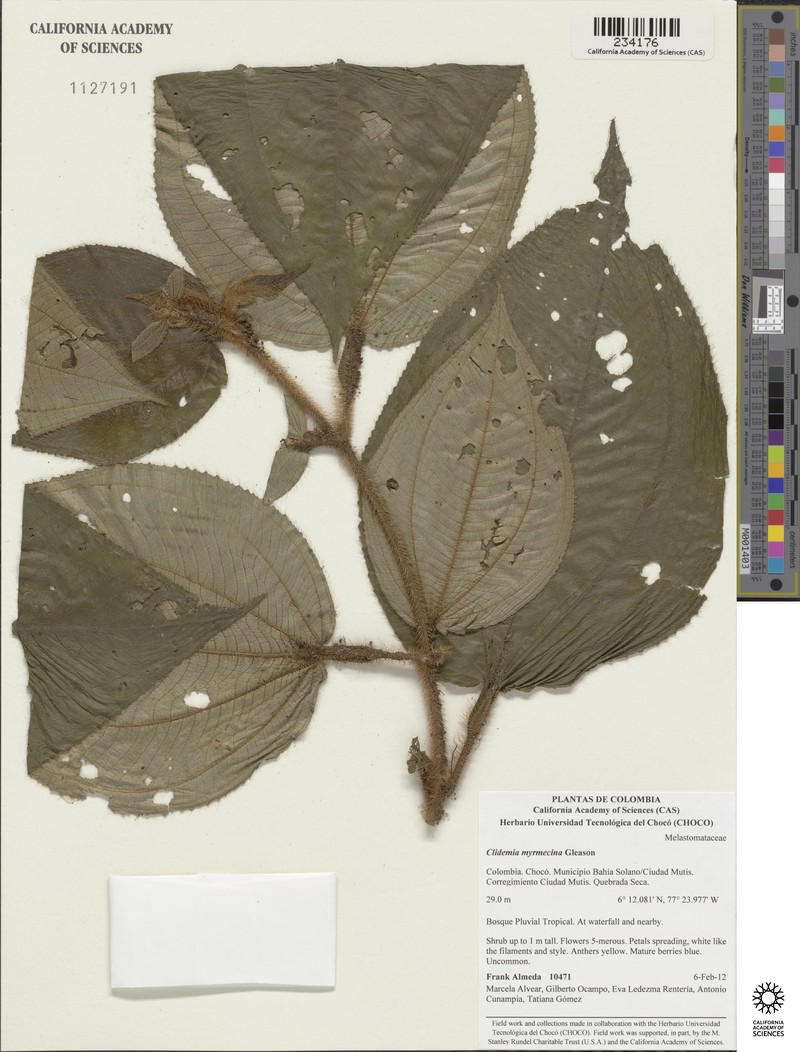 Miconia myrmecina