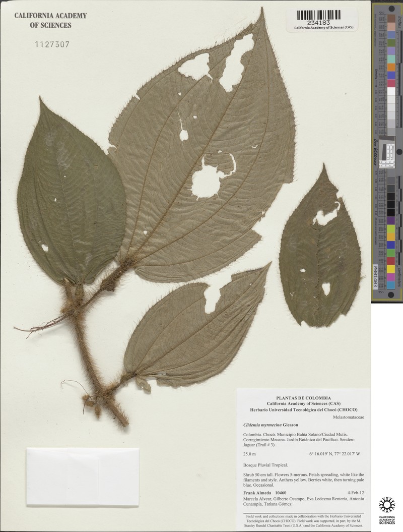 Miconia myrmecina photo 2