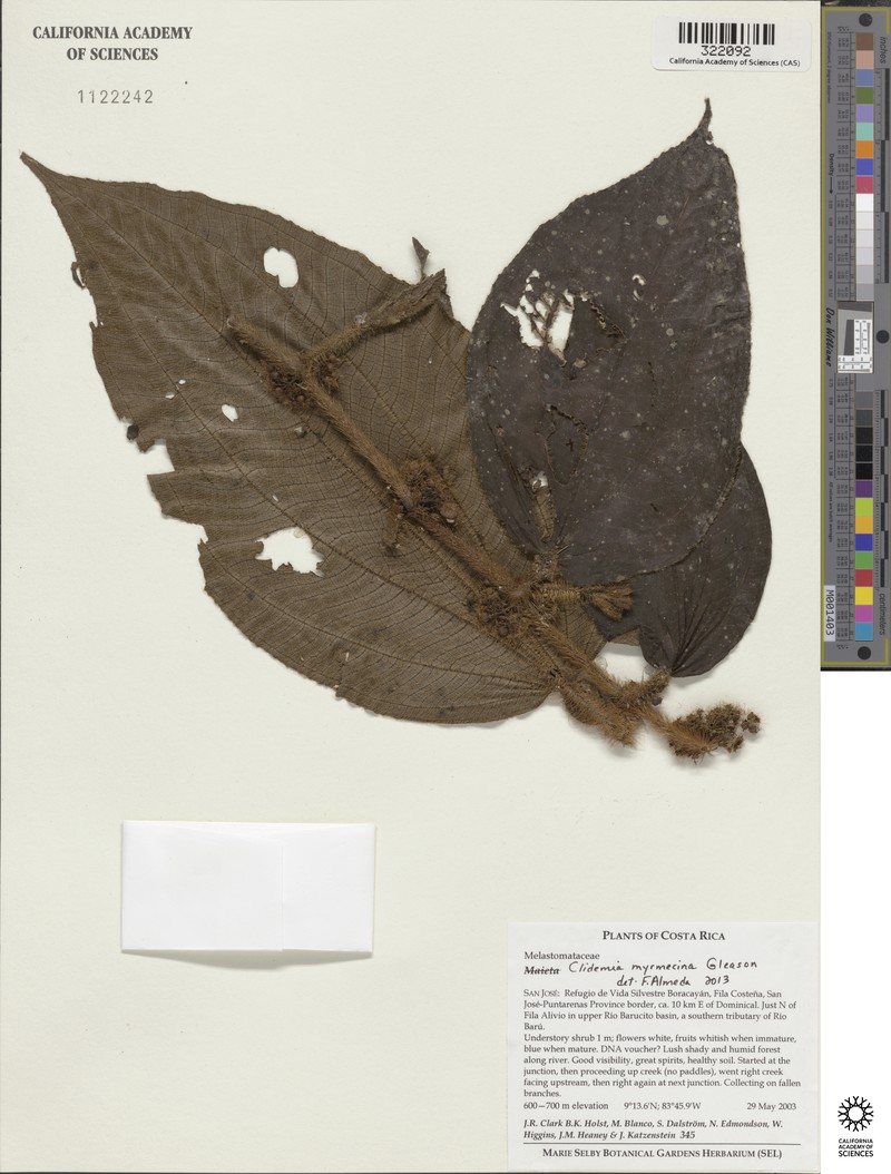 Miconia myrmecina photo 3