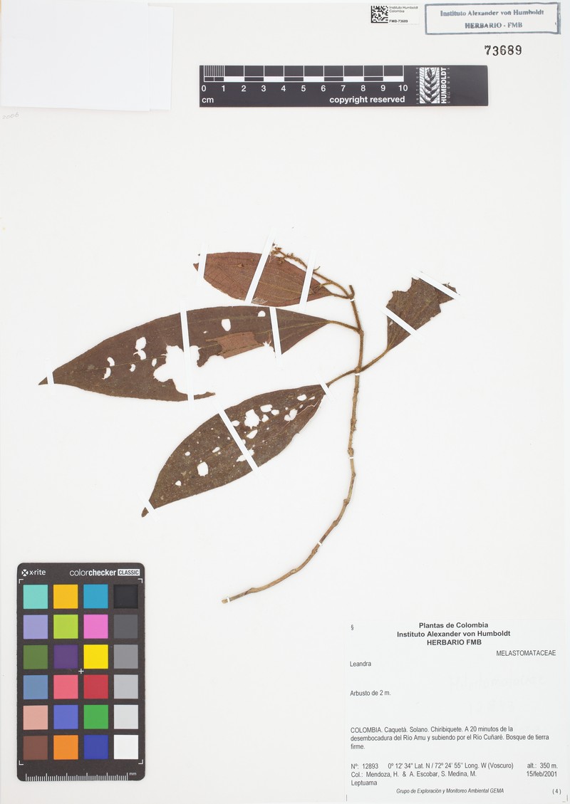 Miconia nanayensis