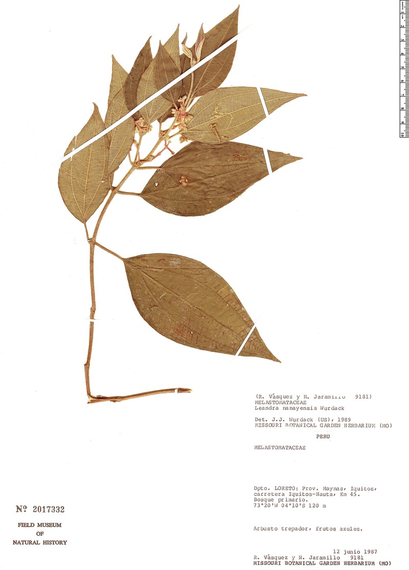 Miconia nanayensis photo 2