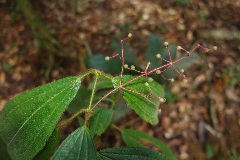 Miconia nanopetala