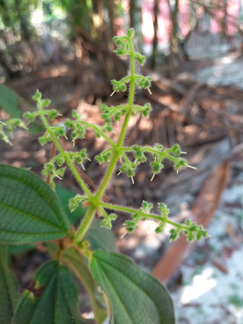Miconia nanopetala photo 2