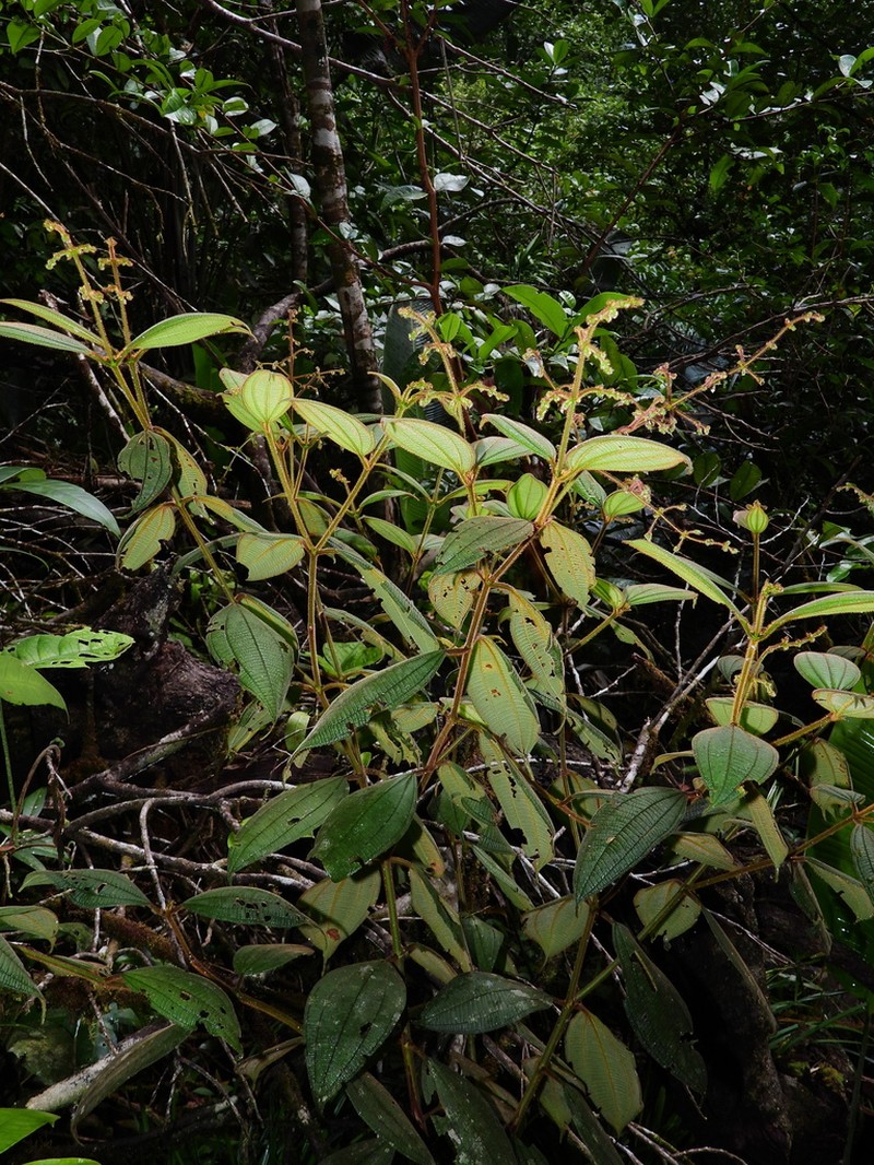 Miconia nanopetala photo 3