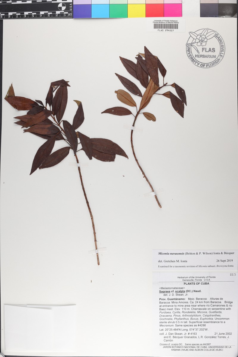 Miconia navasensis