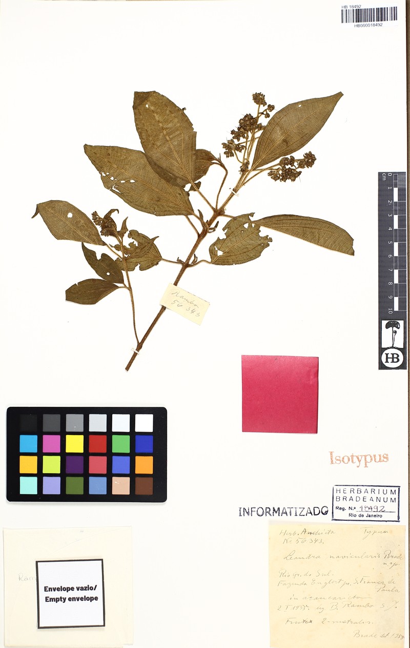 Miconia navicularis