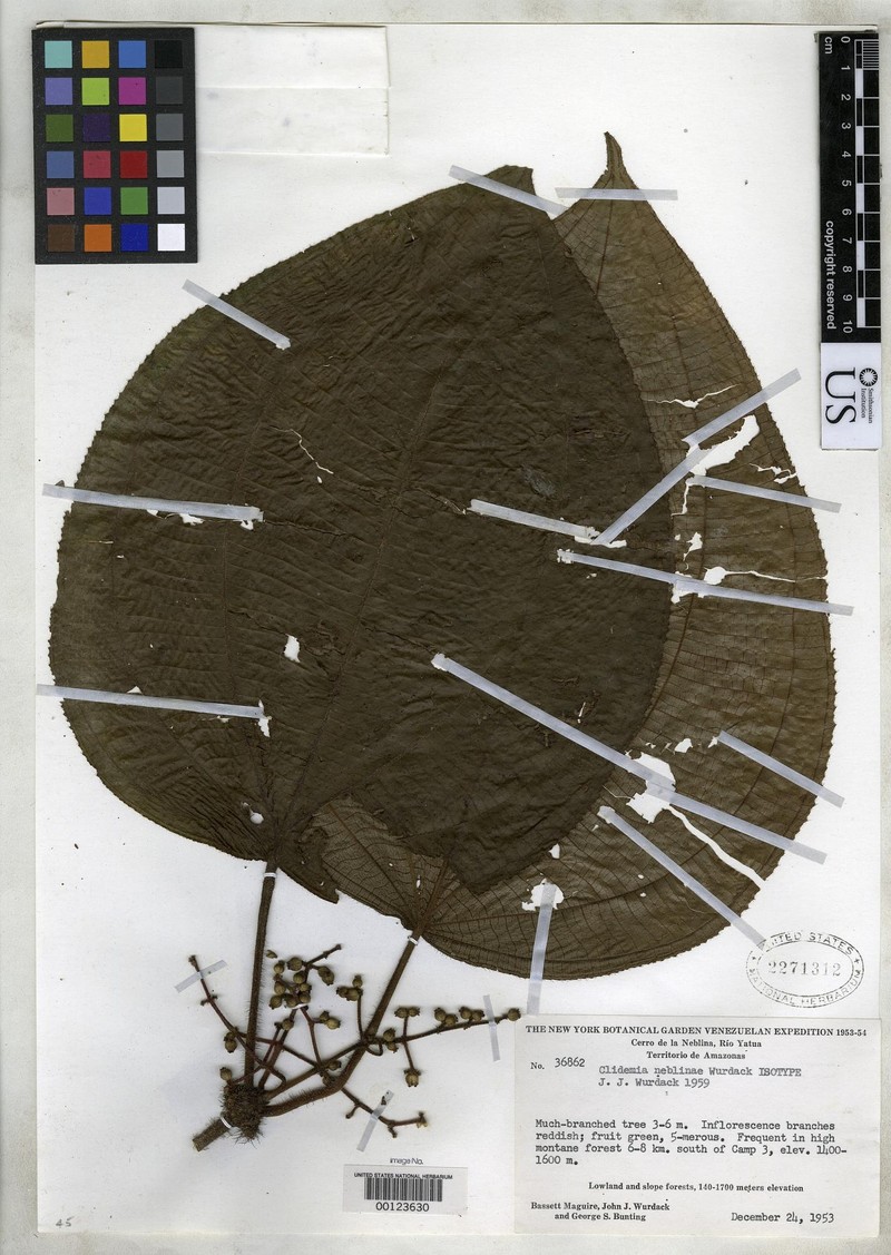 Miconia neblinae