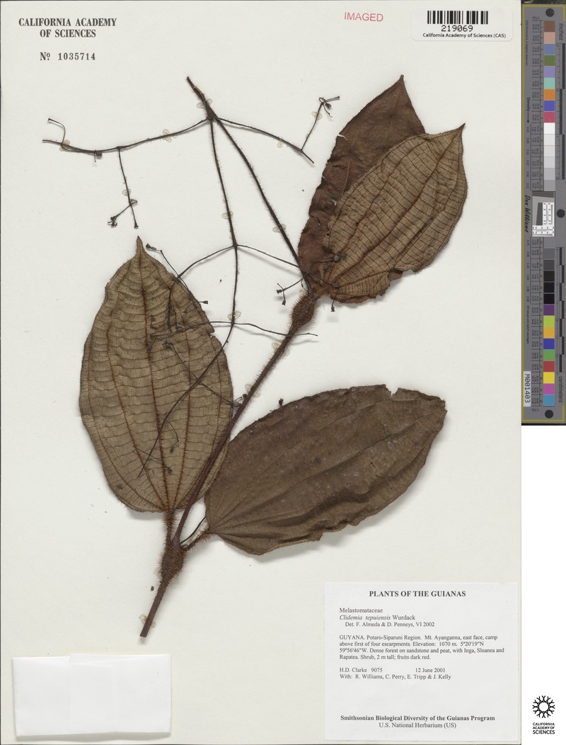 Miconia nebulensis