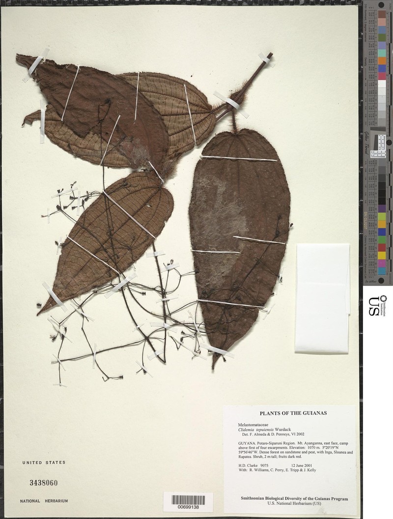 Miconia nebulensis photo 2
