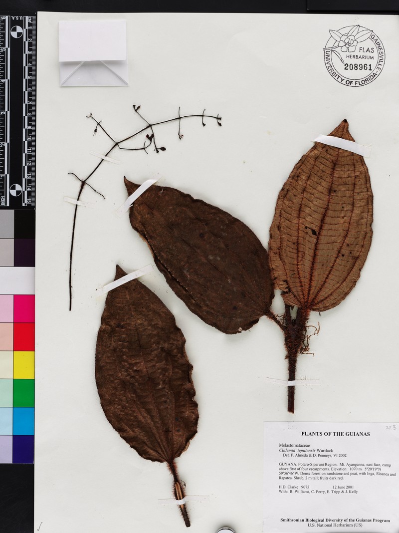Miconia nebulensis photo 3