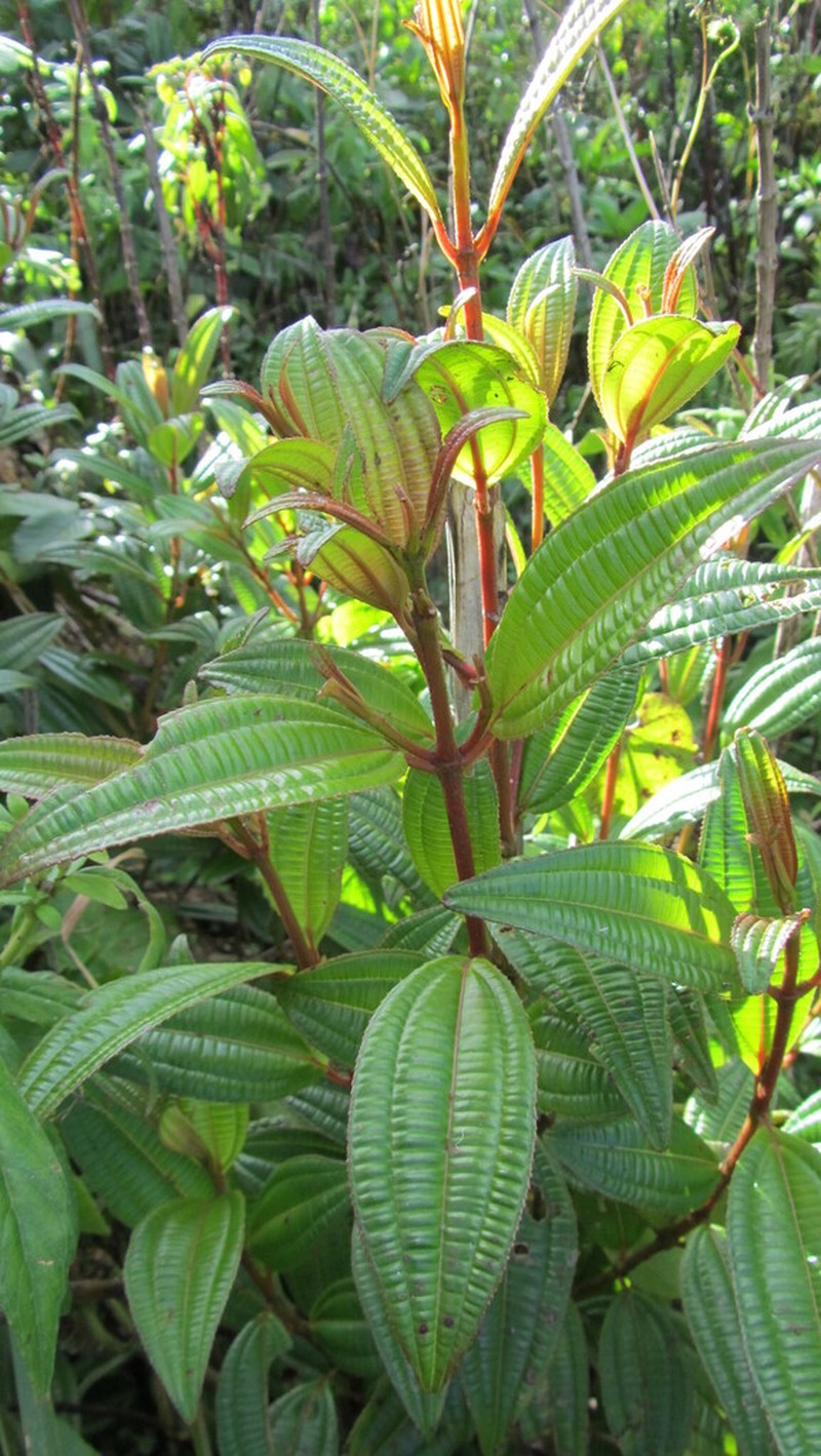 Miconia neibensis
