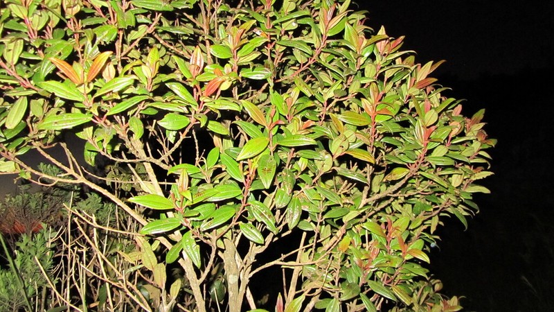 Miconia neibensis photo 2