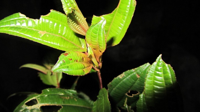 Miconia neibensis photo 3
