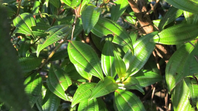 Miconia neibensis photo 4