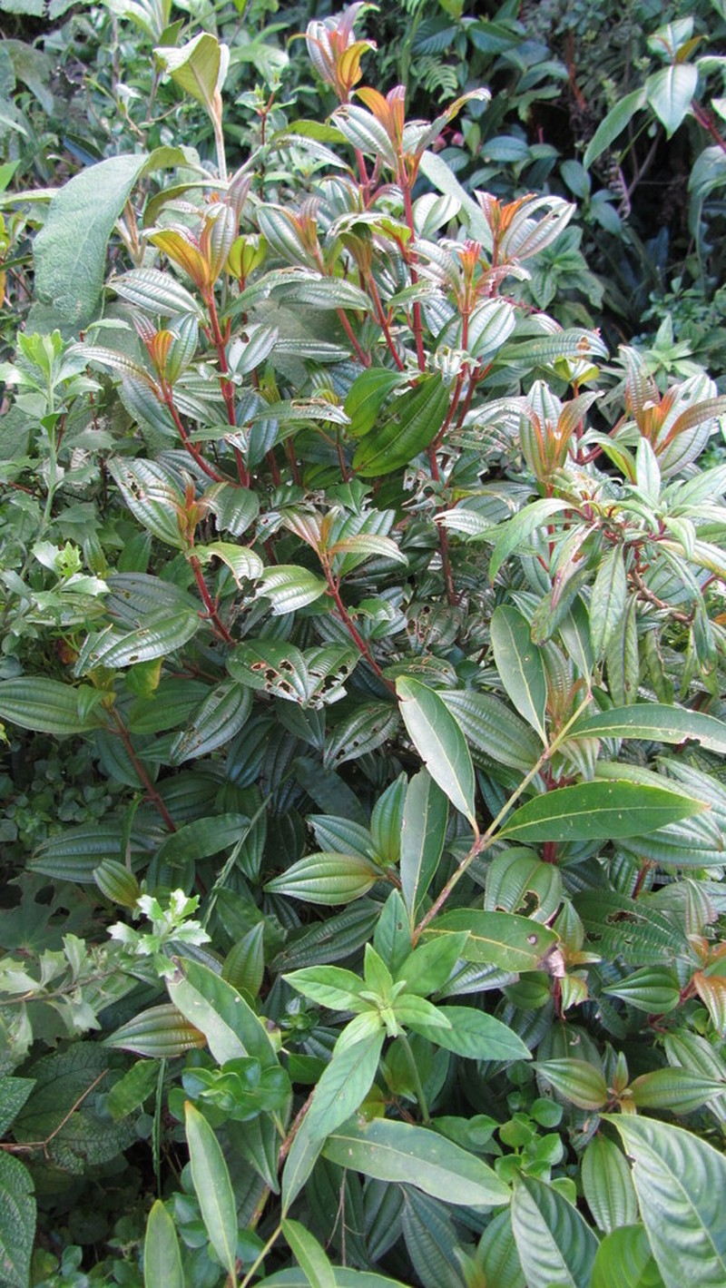 Miconia neibensis photo 5
