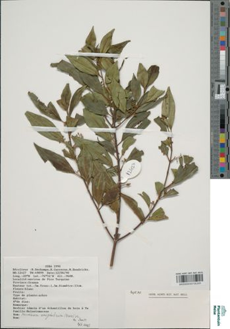 Miconia neoamygdalina
