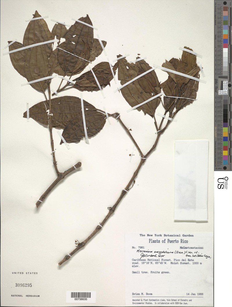 Miconia neoamygdalina photo 2