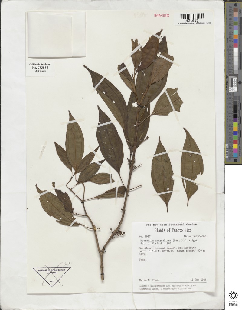 Miconia neoamygdalina photo 3