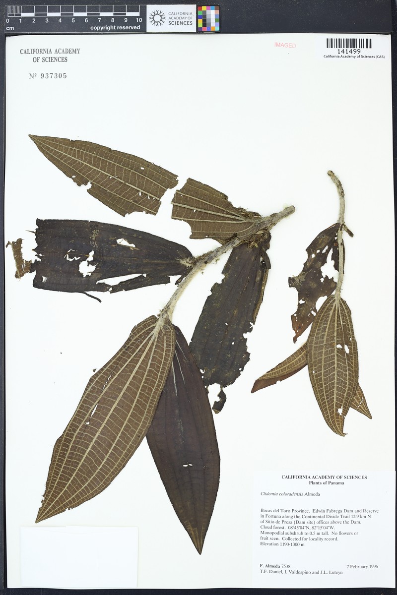 Miconia neocoloradensis