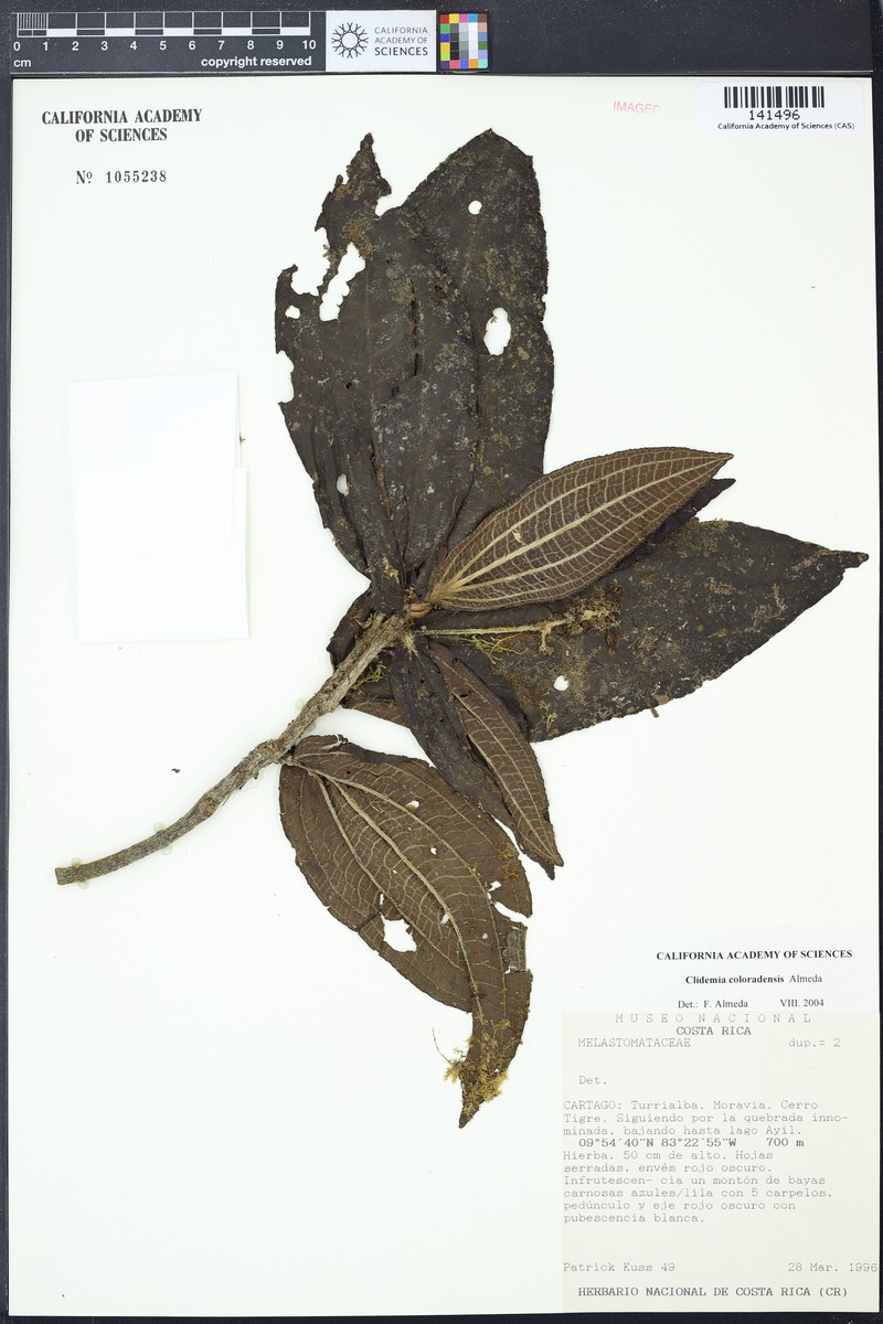 Miconia neocoloradensis photo 2