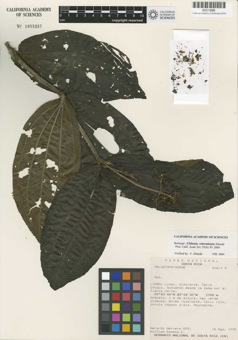 Miconia neocoloradensis photo 3