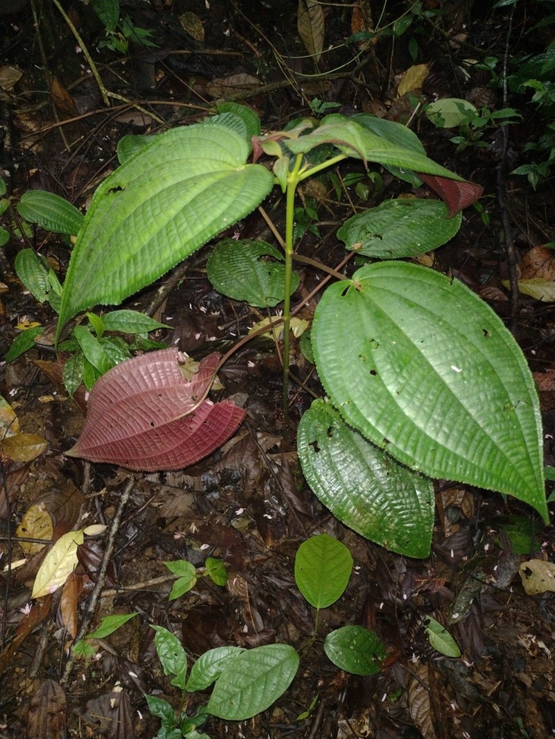 Miconia neocordata