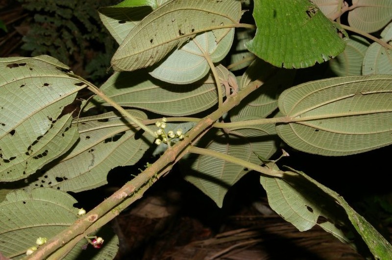 Miconia neocordata photo 2
