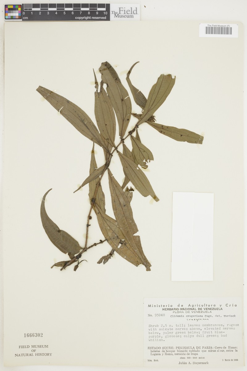 Miconia neocrugeriana