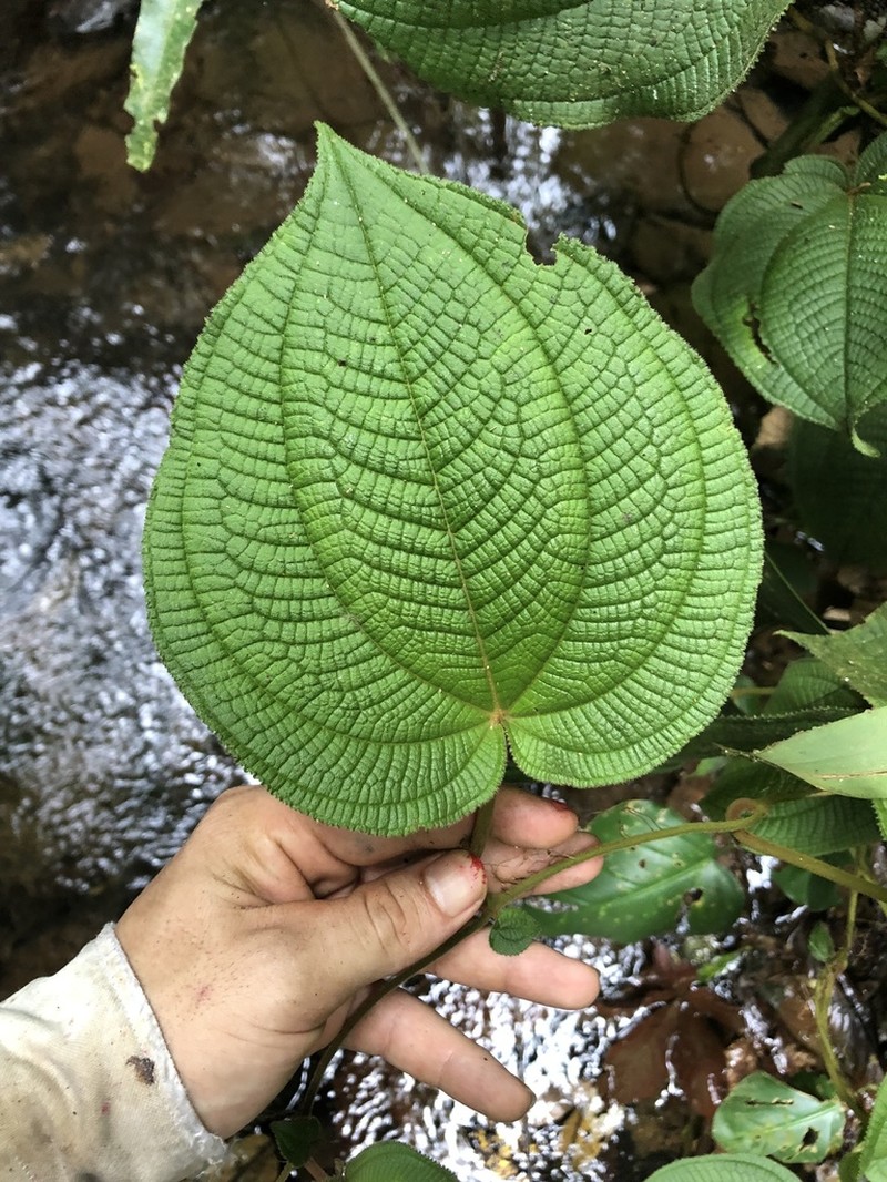 Miconia neoepiphytica