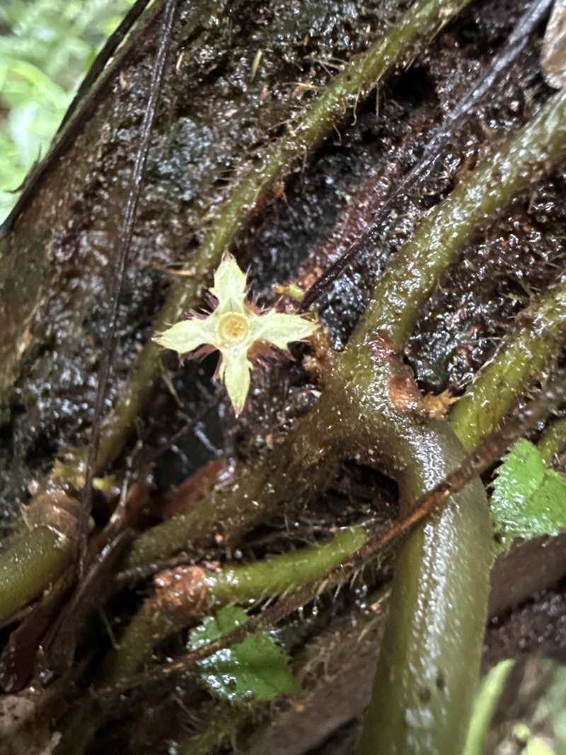 Miconia neoepiphytica photo 2