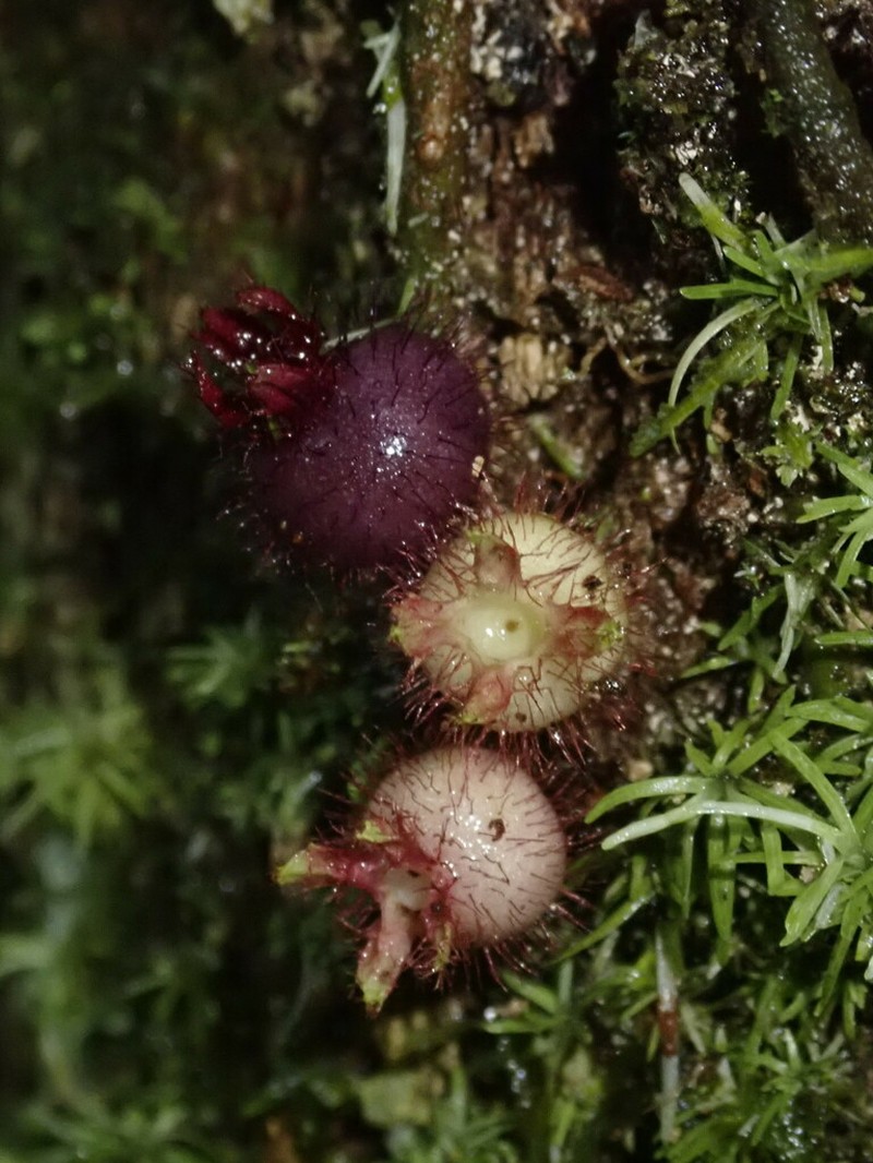 Miconia neoepiphytica photo 3