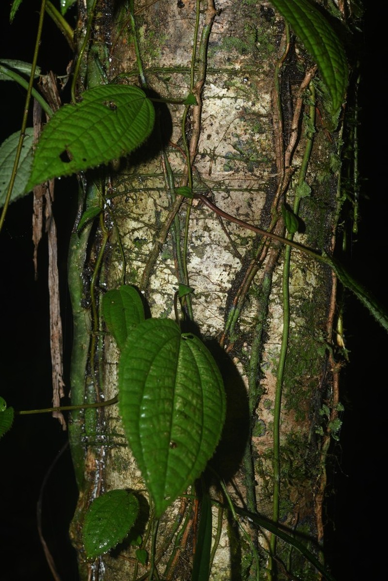 Miconia neoepiphytica photo 4