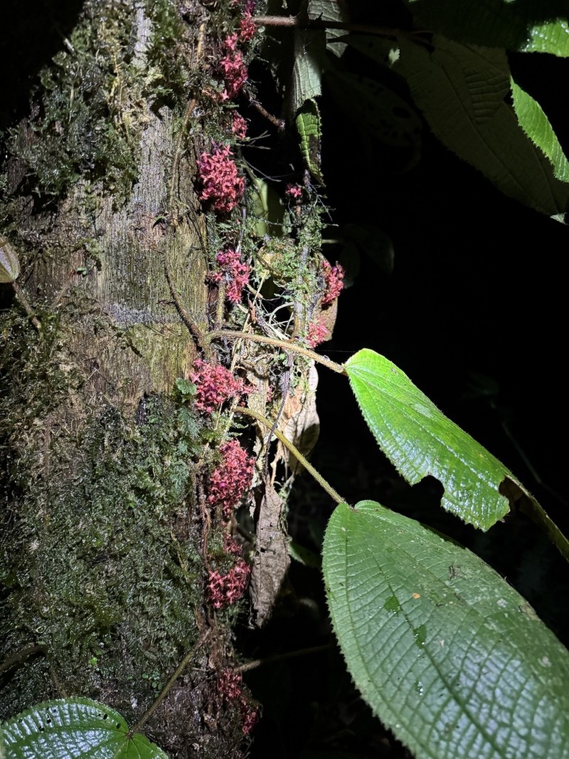 Miconia neoepiphytica photo 5