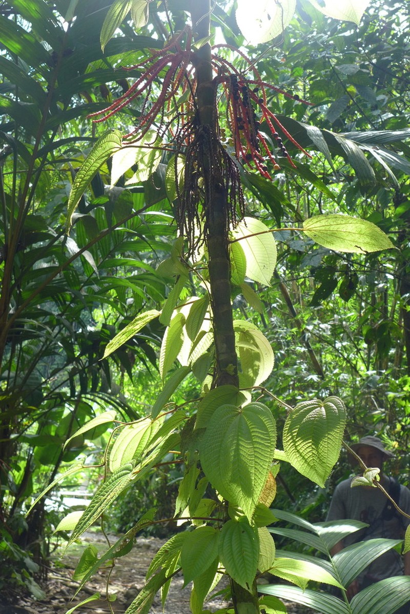 Miconia neoepiphytica photo 6