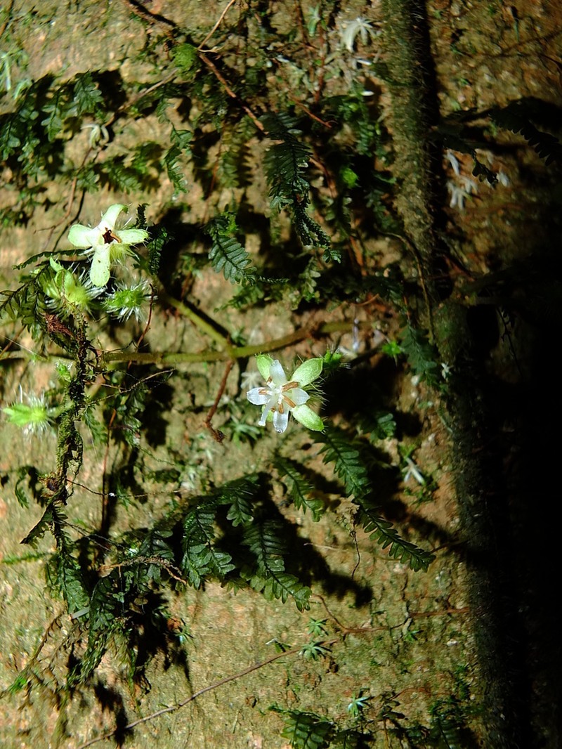 Miconia neoepiphytica photo 7