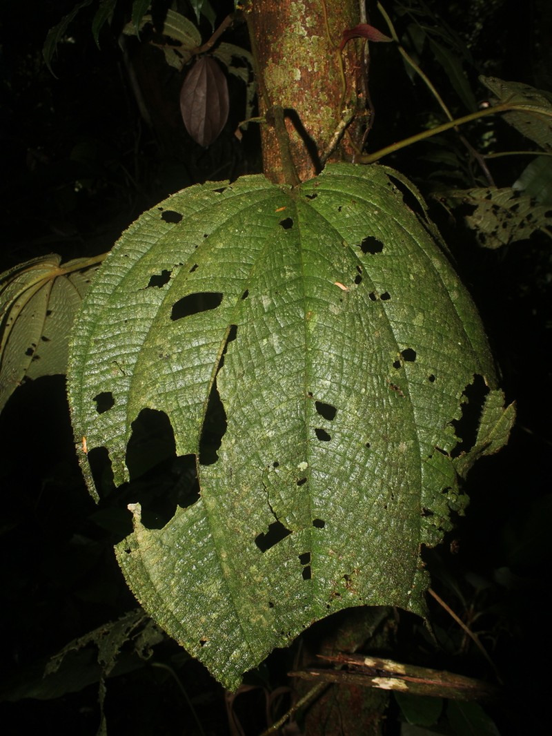Miconia neoepiphytica photo 8
