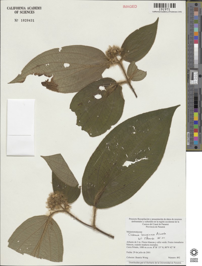 Miconia neolanuginosa