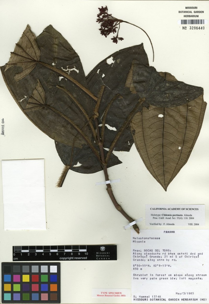 Miconia neopectinata