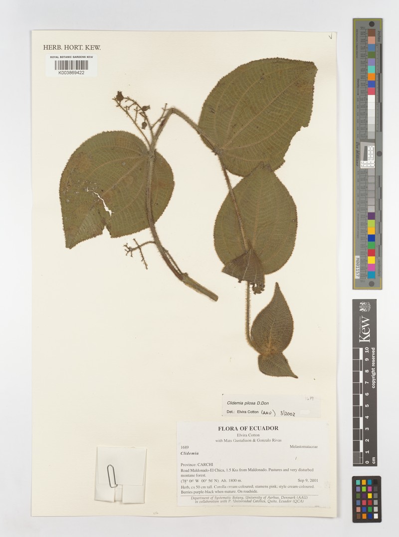 Miconia neopilosa photo 2
