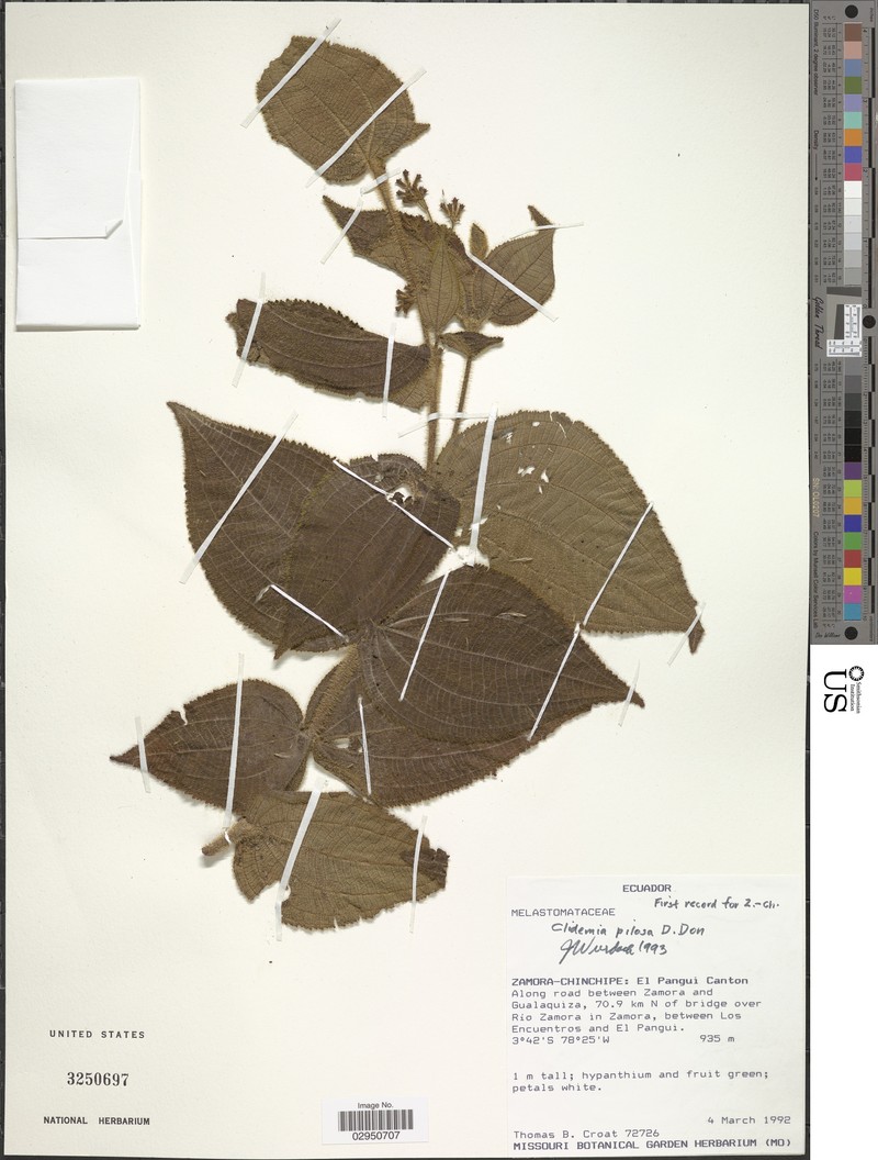 Miconia neopilosa photo 3