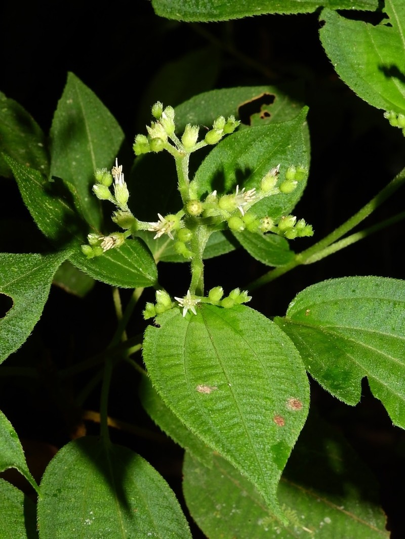 Miconia neosecunda