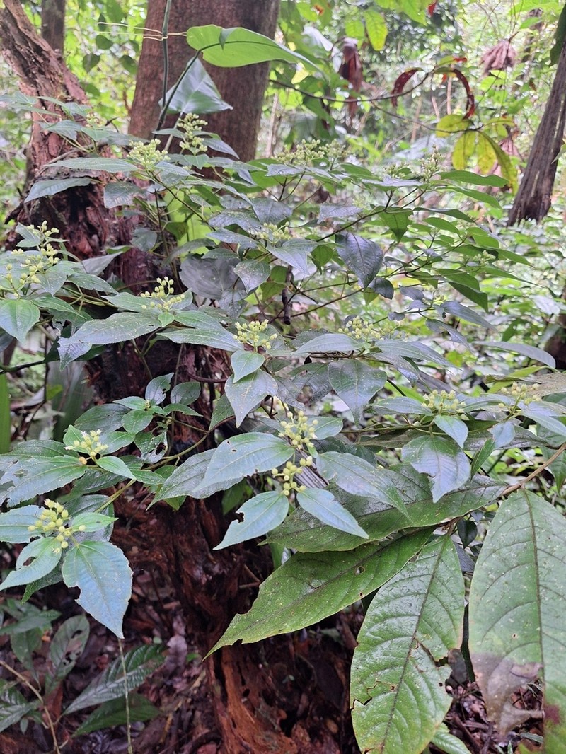 Miconia neosecunda photo 2