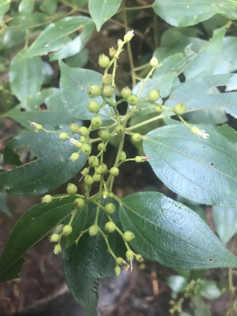 Miconia neosecunda photo 3