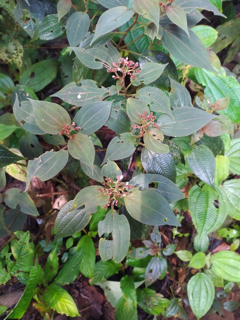 Miconia neosecunda photo 4