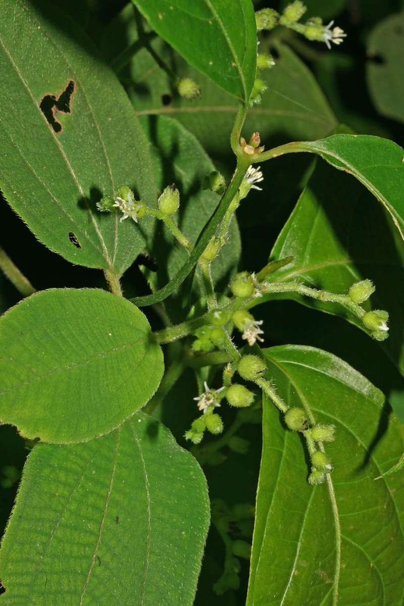 Miconia neosecunda photo 5