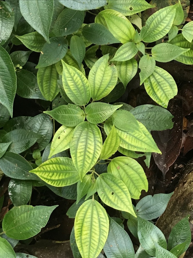 Miconia neosecunda photo 6