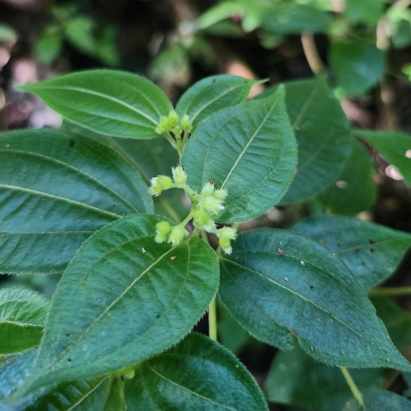 Miconia neosecunda photo 8