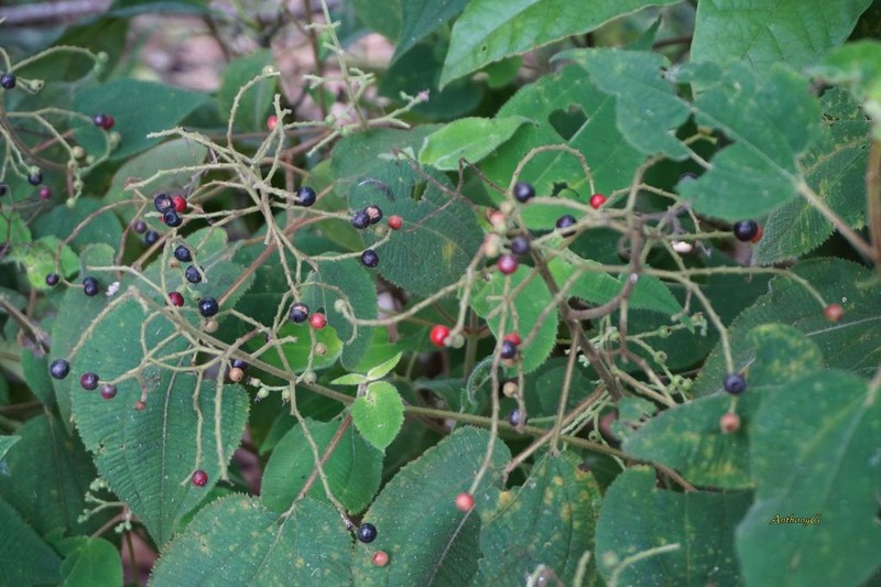 Miconia neosecundiflora