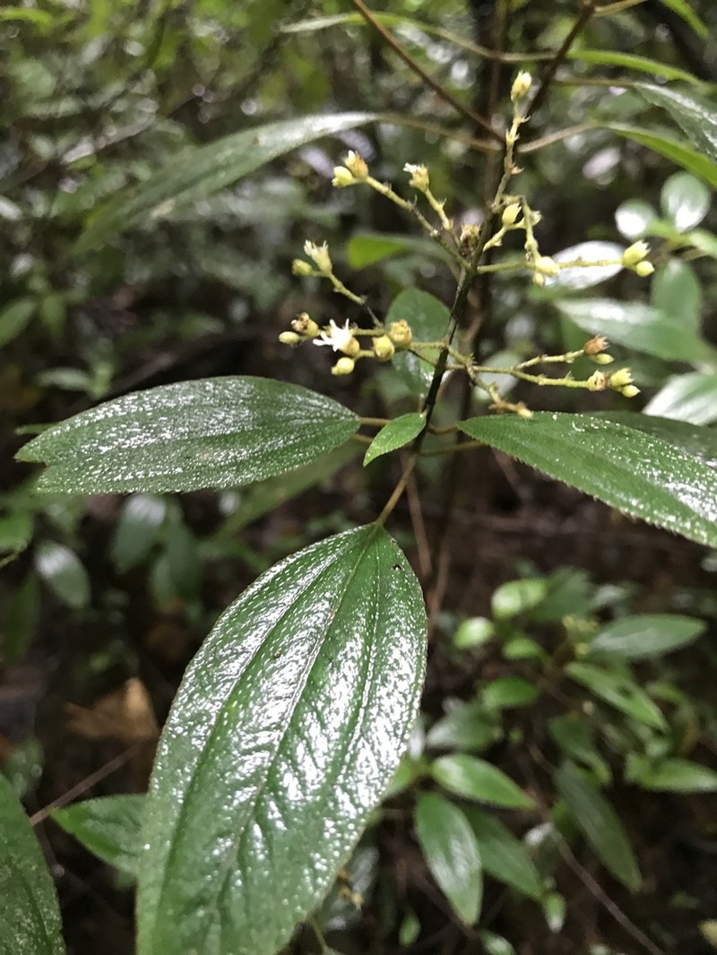 Miconia neosecundiflora photo 2