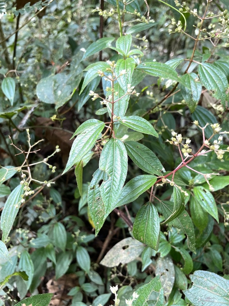 Miconia neosecundiflora photo 3